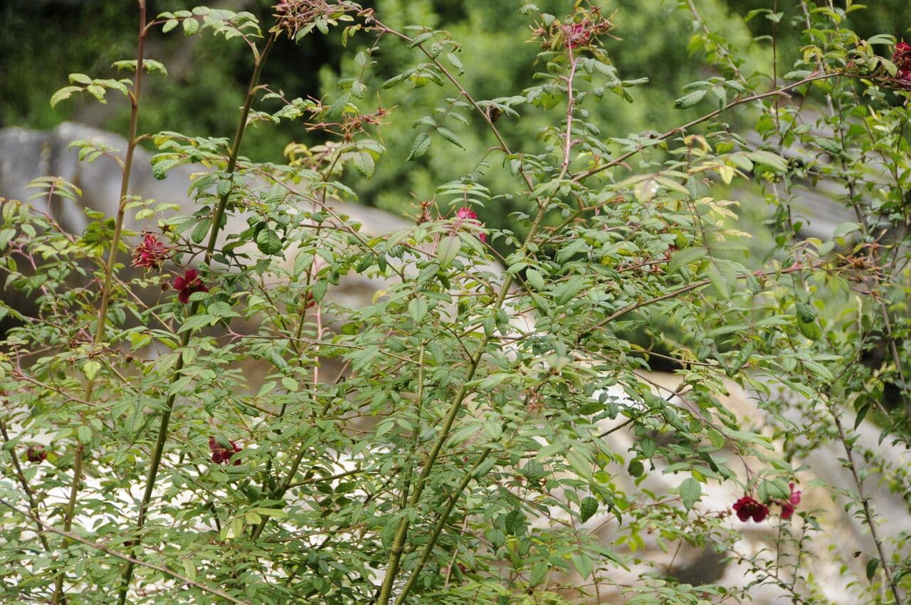 Pink flowers of Rosa macrophylla