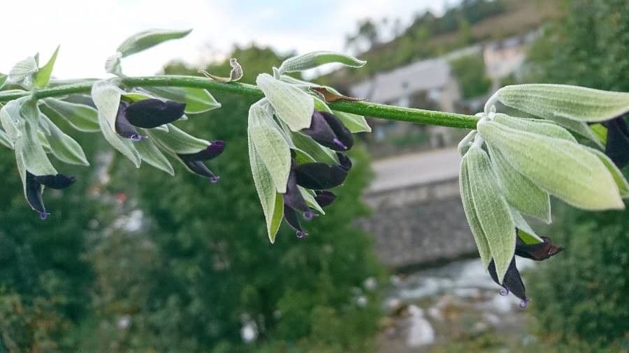 Salvia discolor with striking dark flowers