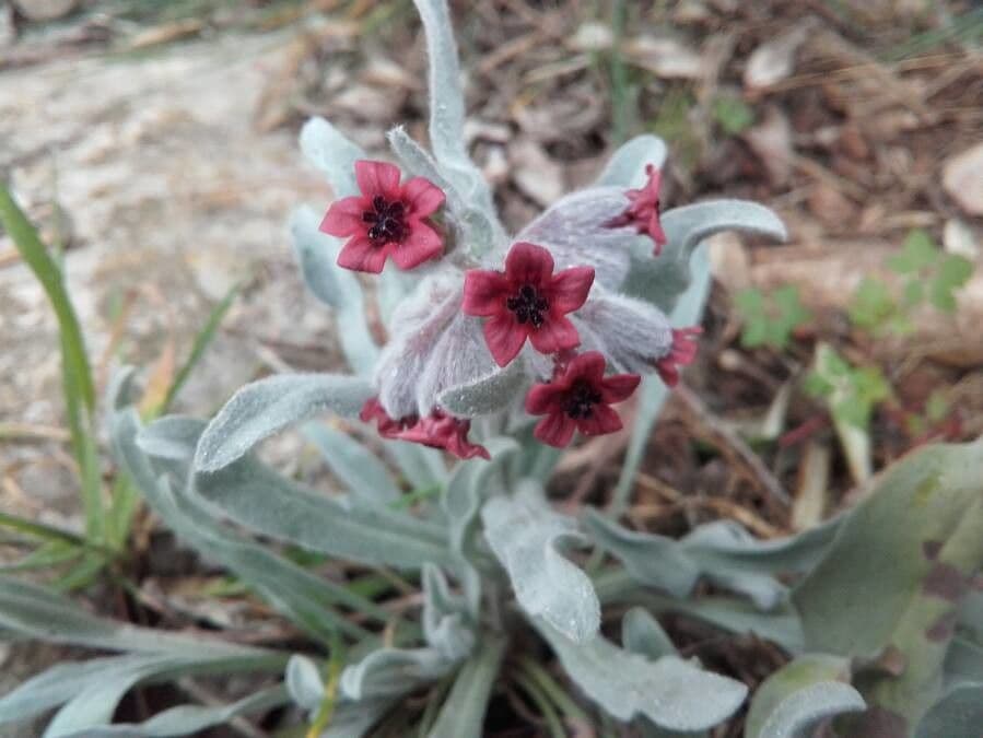 Alkanna tinctoria mit blauen Blutengruppen
