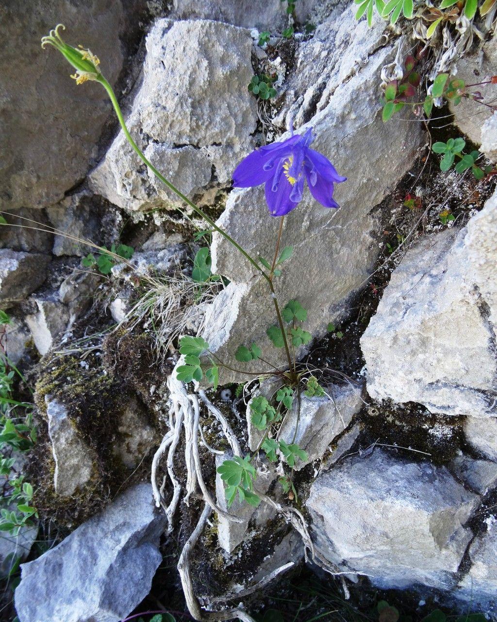 Aquilegia pyrenaica with blue flowers in a natural garden setting