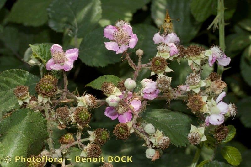 Rubus andegavensis bloem en bramen