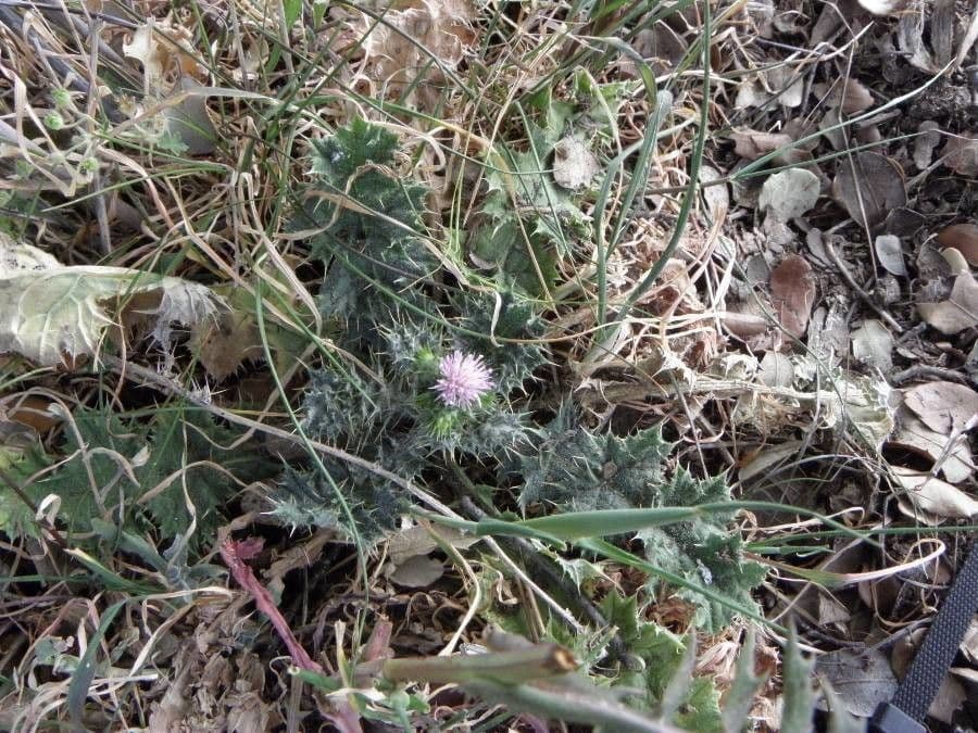 Slender thistle with purple flowers