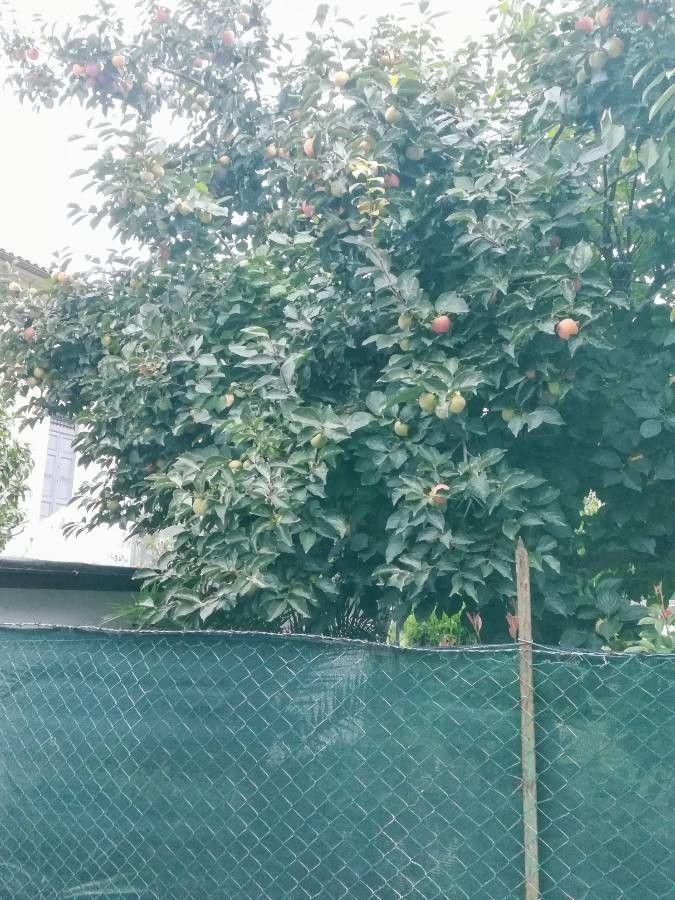 Mature Japanese persimmon tree with bright orange fruit against autumn foliage