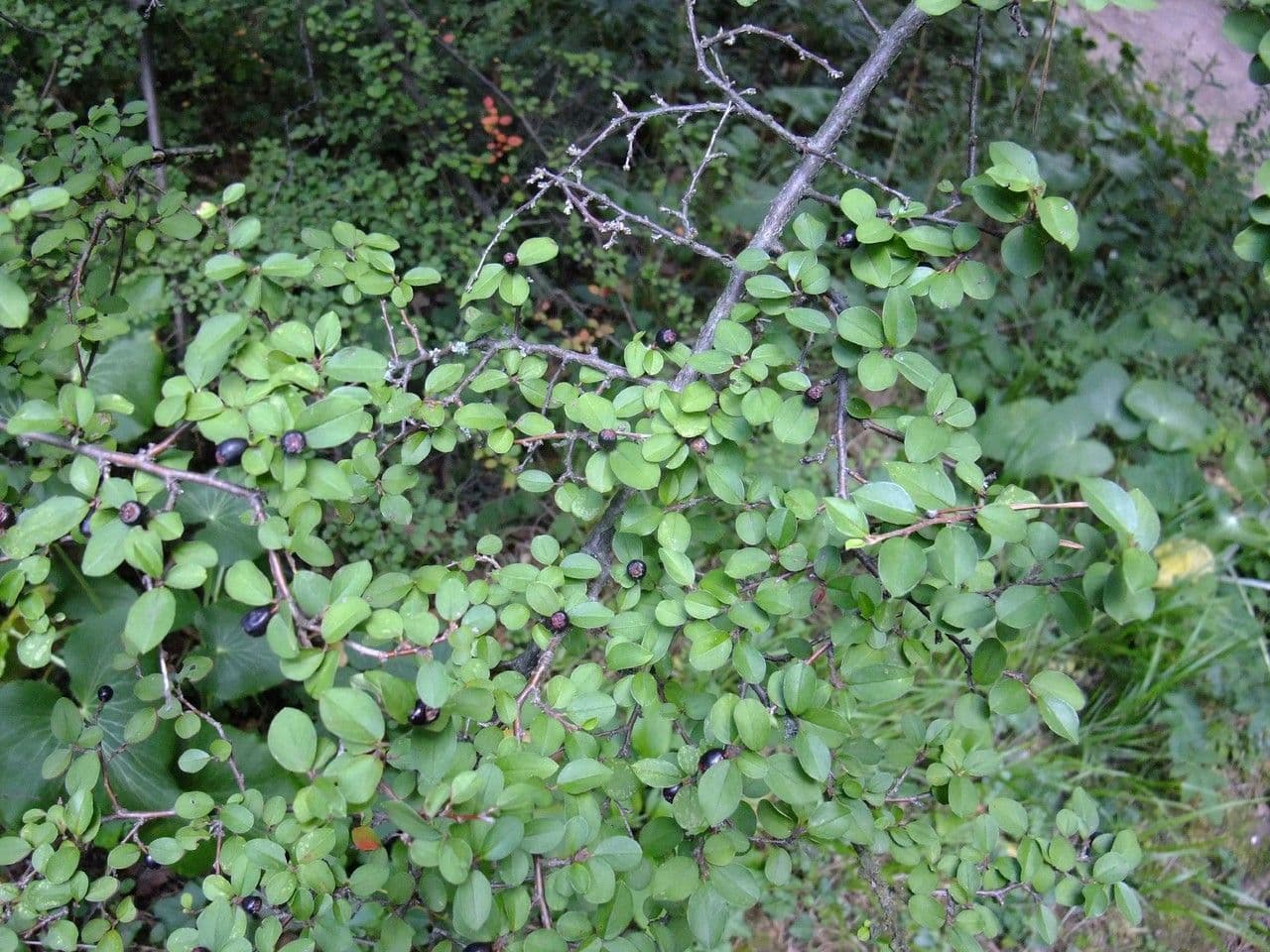 Shiny cotoneaster with fine foliage and red berries