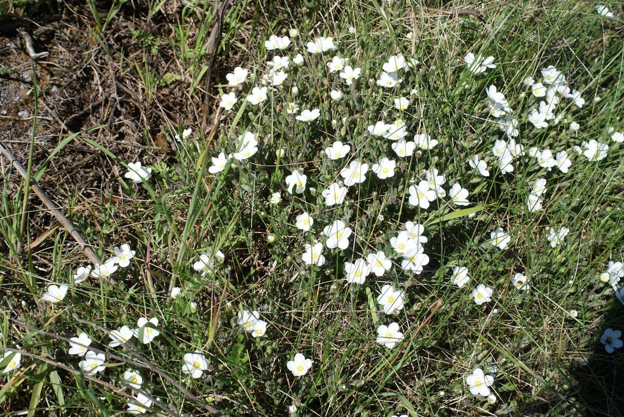Berg-sandkruid vormt dichte matten met witte bloemen