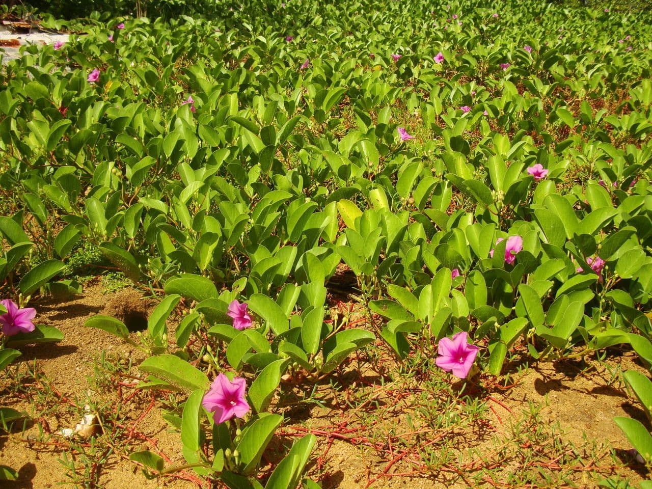 Railroadvine with deeply lobed leaves and purple flowers on sandy soil