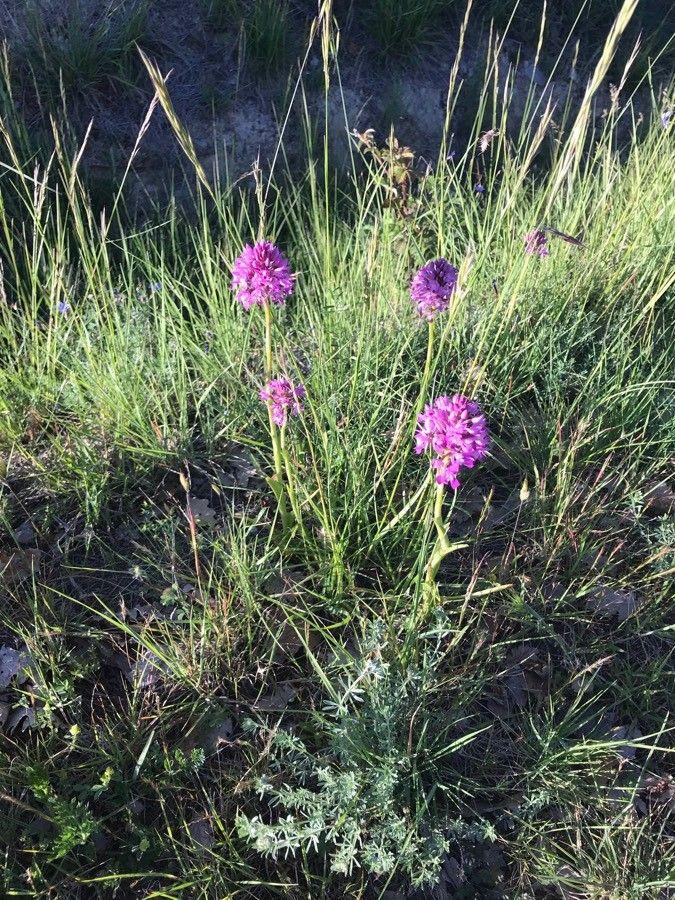 Orchis pyramidal en fleur dans une prairie sèche, avec inflorescence dense et pourpre