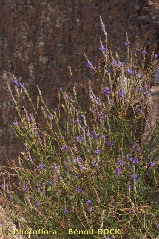 Stagshorn lavender plant with fringed leaves and purple flower spikes