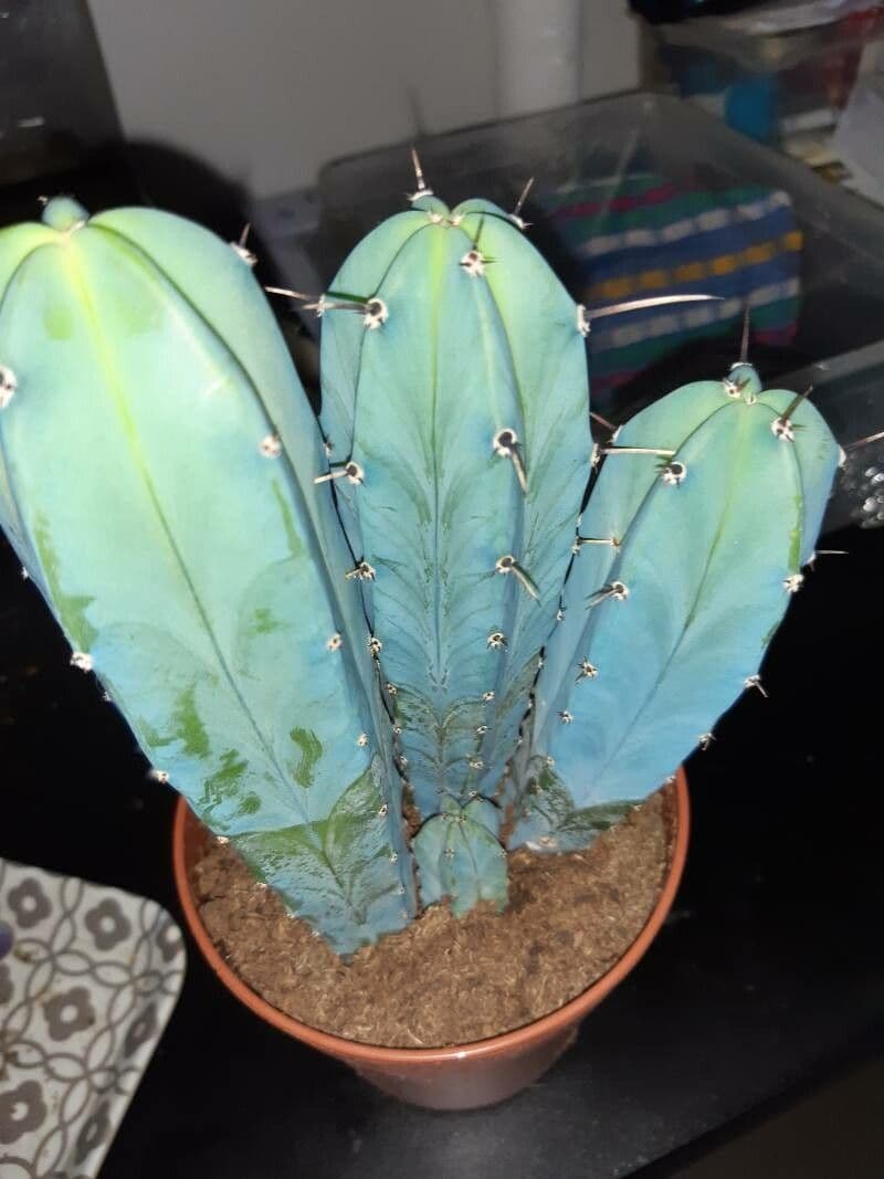 Blue myrtle-cactus in natural habitat