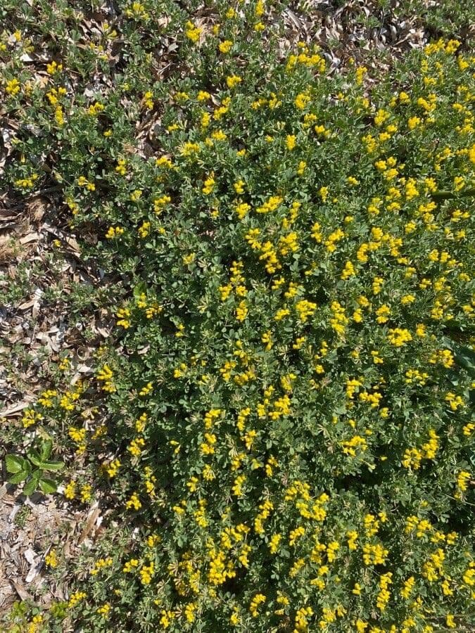 Lotier faux cytise (Lotus cytisoides) avec son feuillage gris argente et ses fleurs jaunes sur un talus rocheux