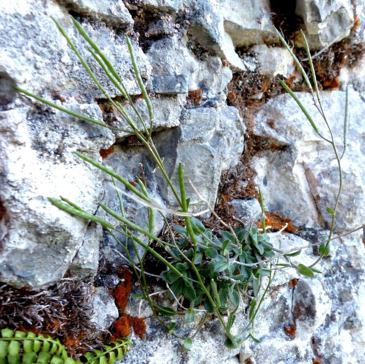 Arabis serpillifolia, Quendelblattrige Gansekresse, mit weissen Bluten auf Kalkfels in den Alpen
