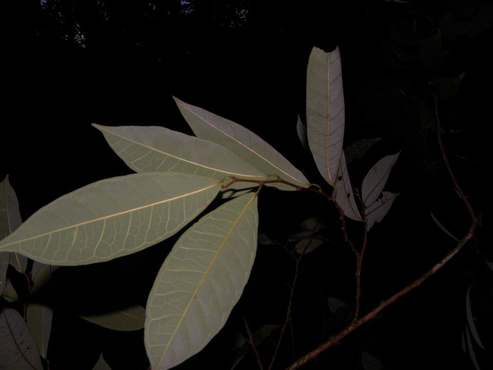 Brosimum-guianense-Baum mit beeindruckendem Laub