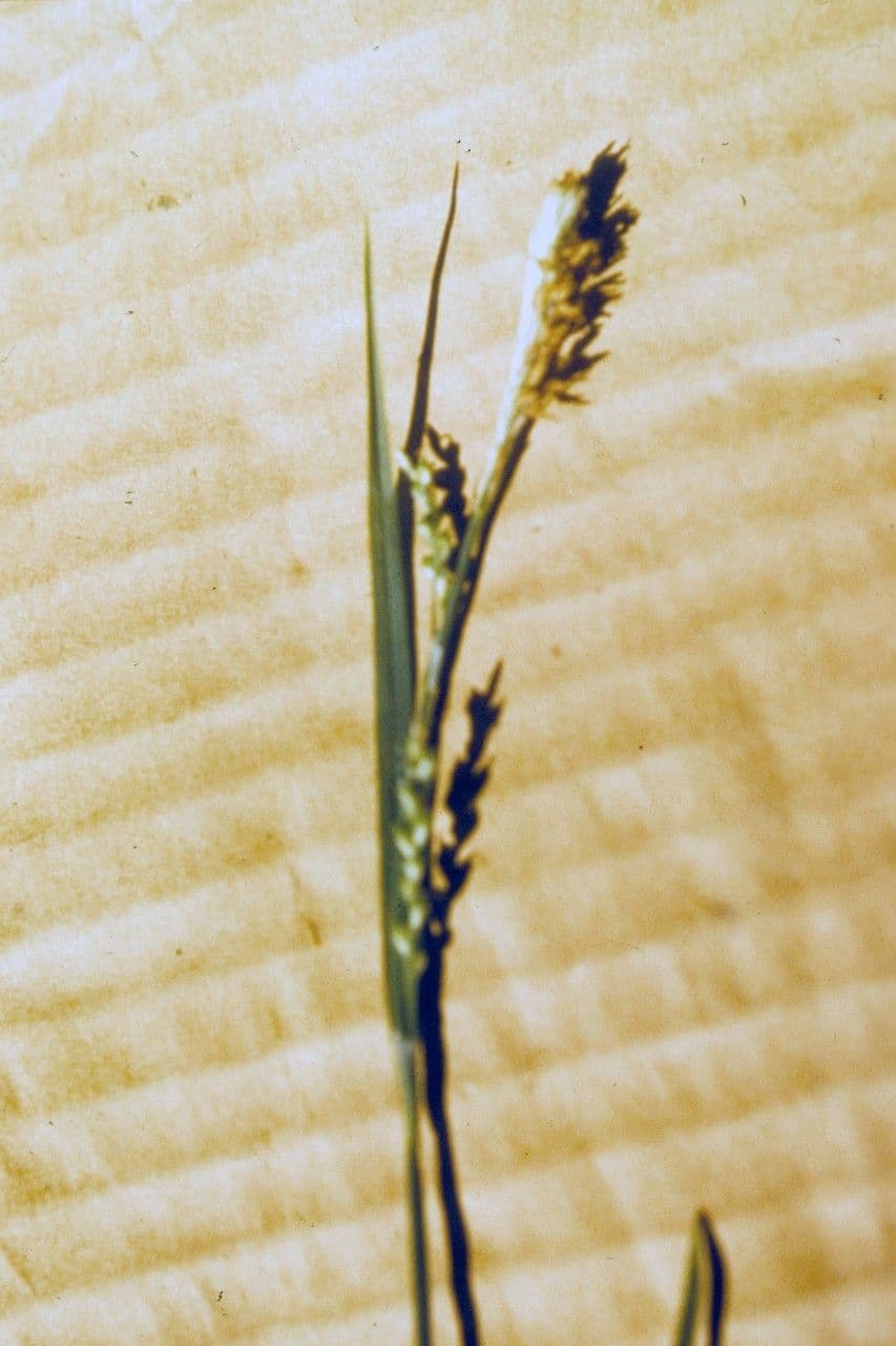 Plante Carex laxiflora laiche a fleurs laches