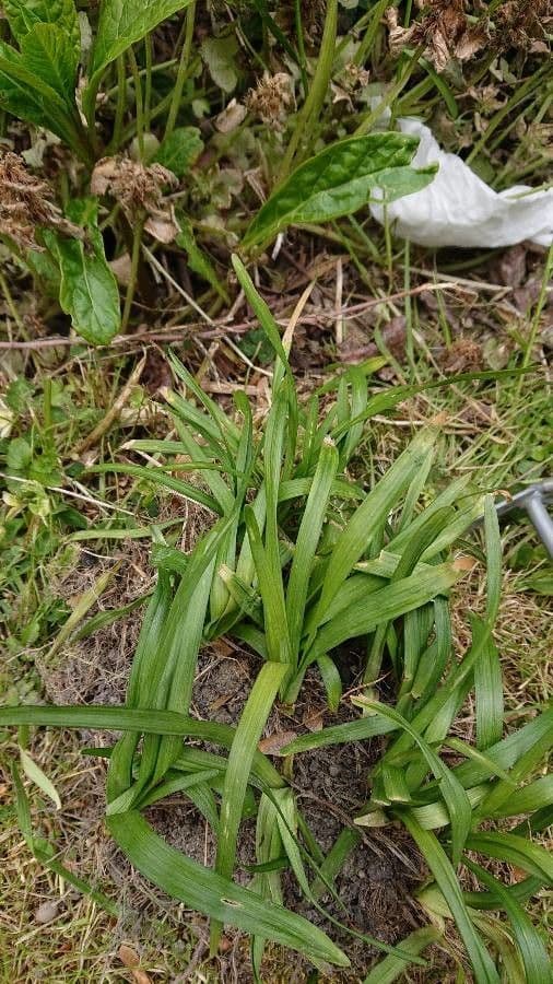 Carex plantaginea foliage with green structure
