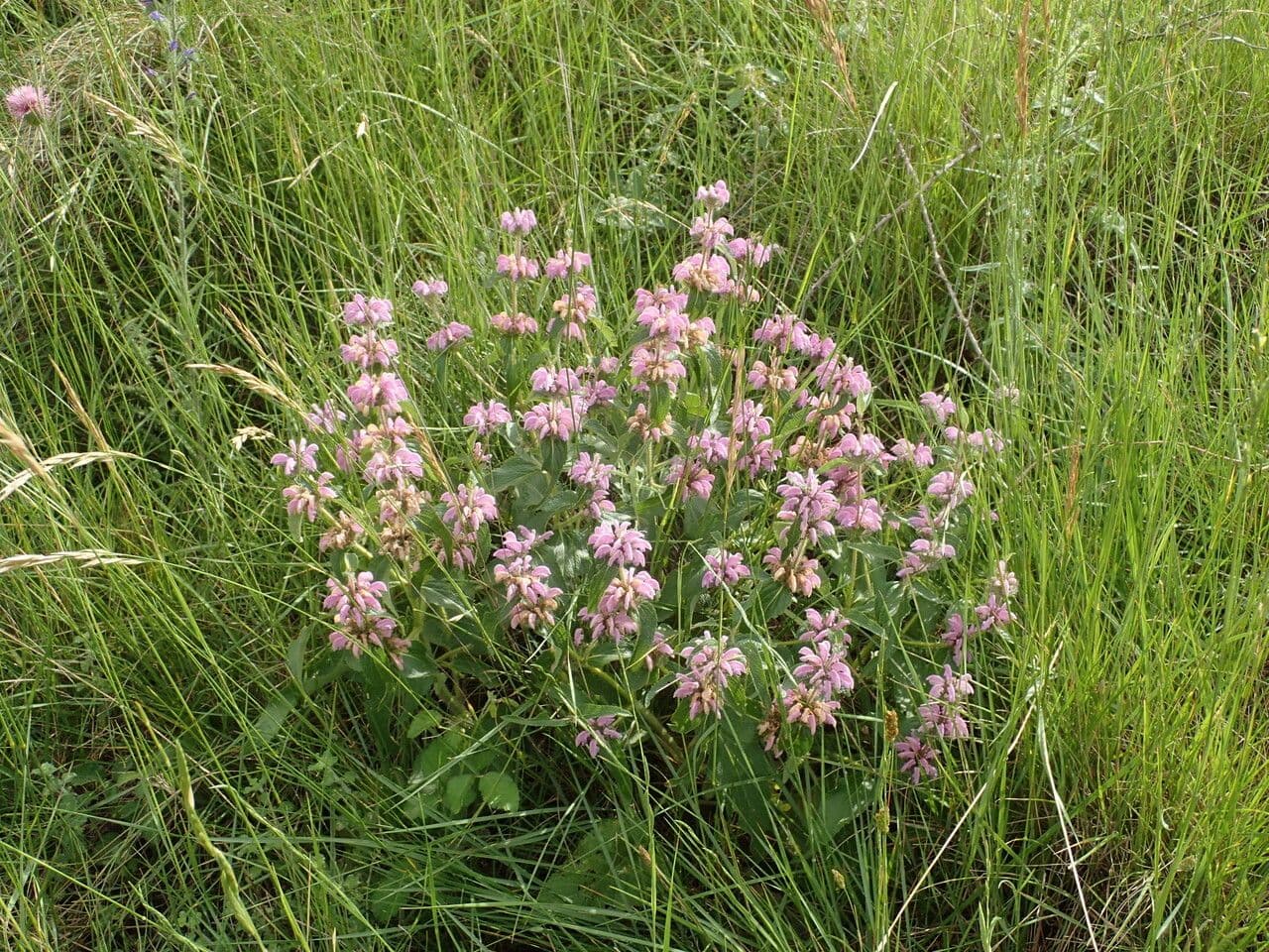 Phlomis herba-venti met paarsroze bloemen in kransen langs de stengel op een zonnige mediterrane standplaats