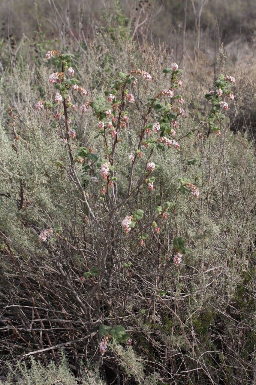 Ribes malvaceum Chaparral currant pink flowers