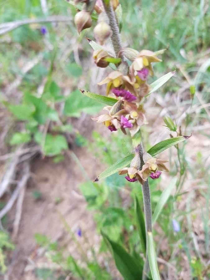Dark-red helleborine displaying deep purple-red flowers and grass-like foliage on forest floor