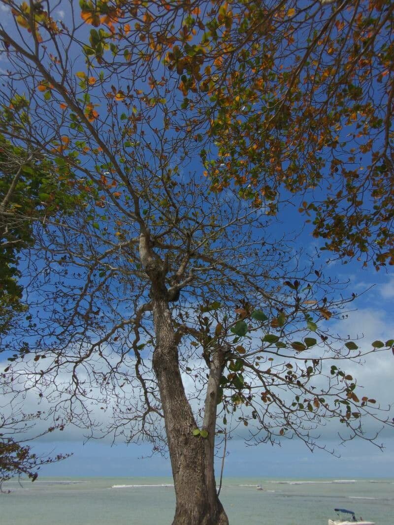 Indian-almond tree with distinctive large leaves