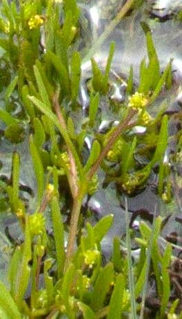 Ranunculus nodiflorus - Knotenblutiger Hahnenfuss mit gelben Bluten