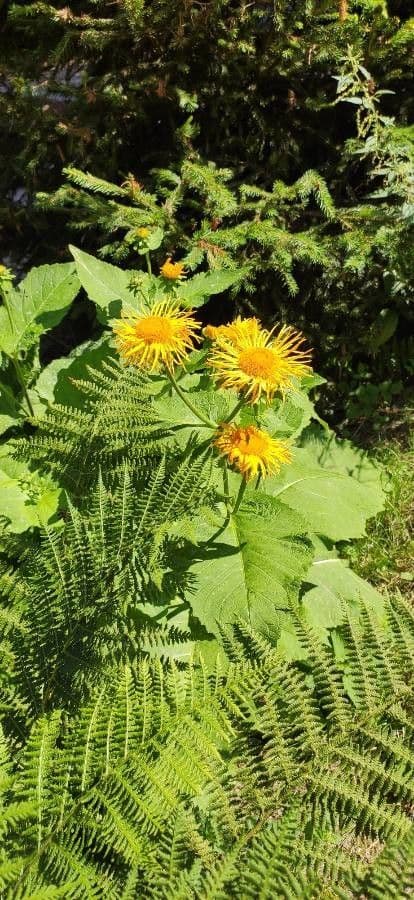 Telekia speciosa avec son feuillage massif et ses grappes de fleurs jaunes