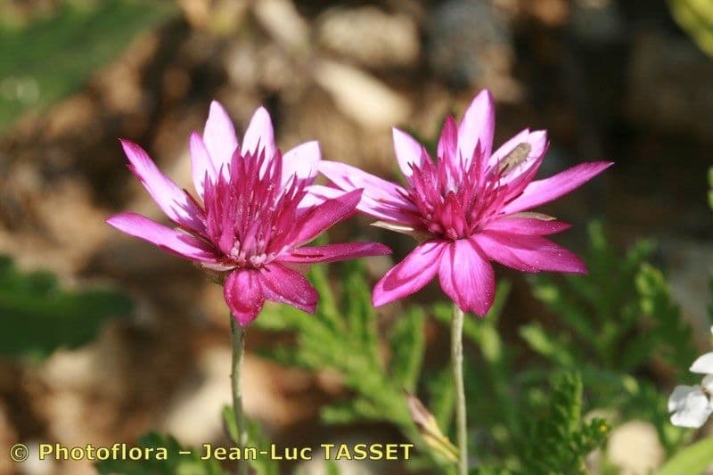 Xeranthemum annuum Papierblume Bluten