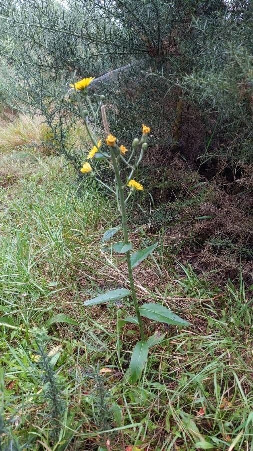 Fleurs jaunes de Hieracium sabaudum sur pentes montagneuses