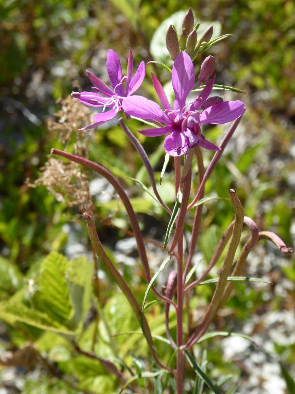 Epilobium dodonaei epilobe romarin avec fleurs pourpres et plumeuses argentees