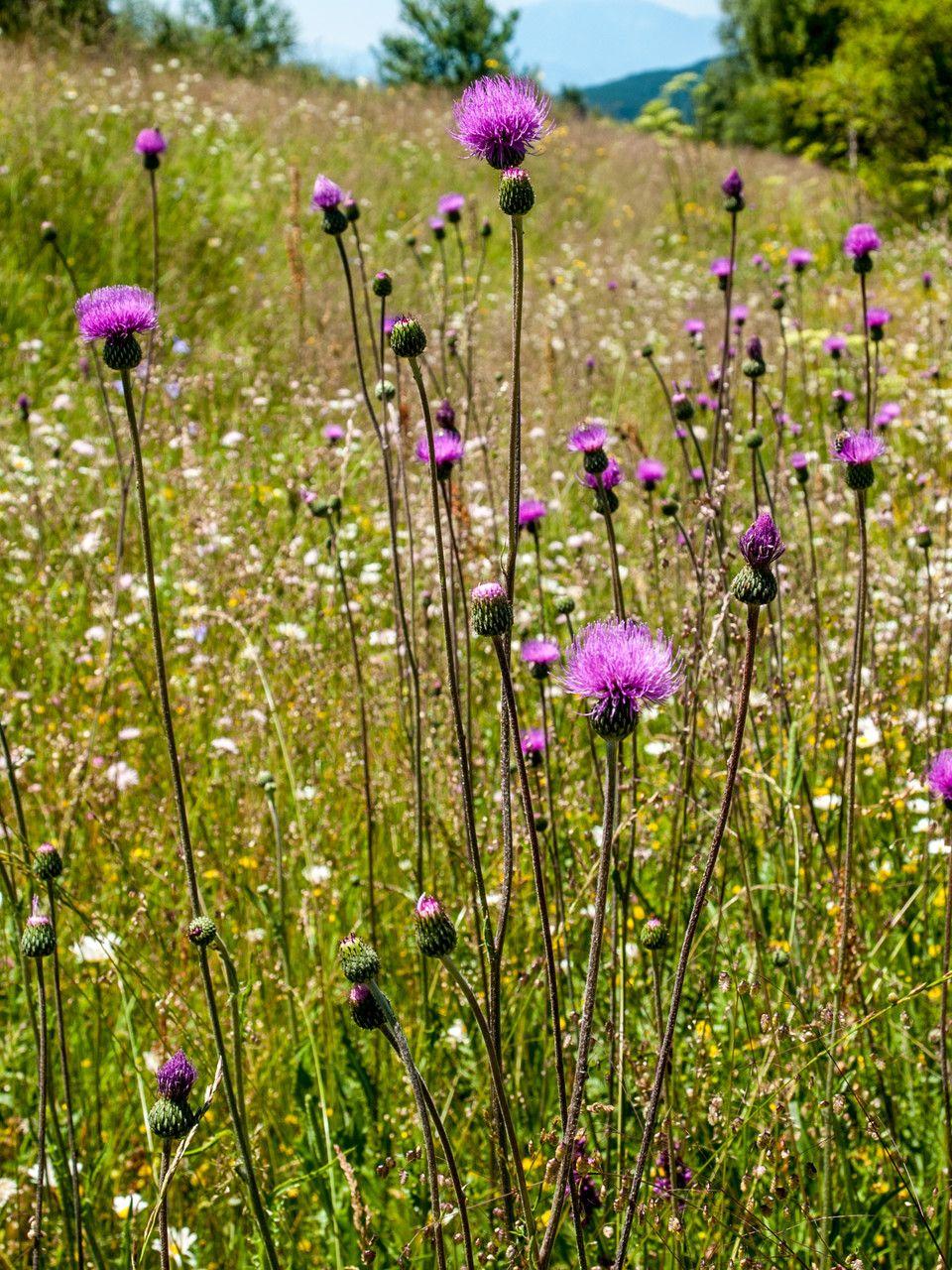 Grijze vederdistel met paarse bloemen in een zonnige graslandtuin
