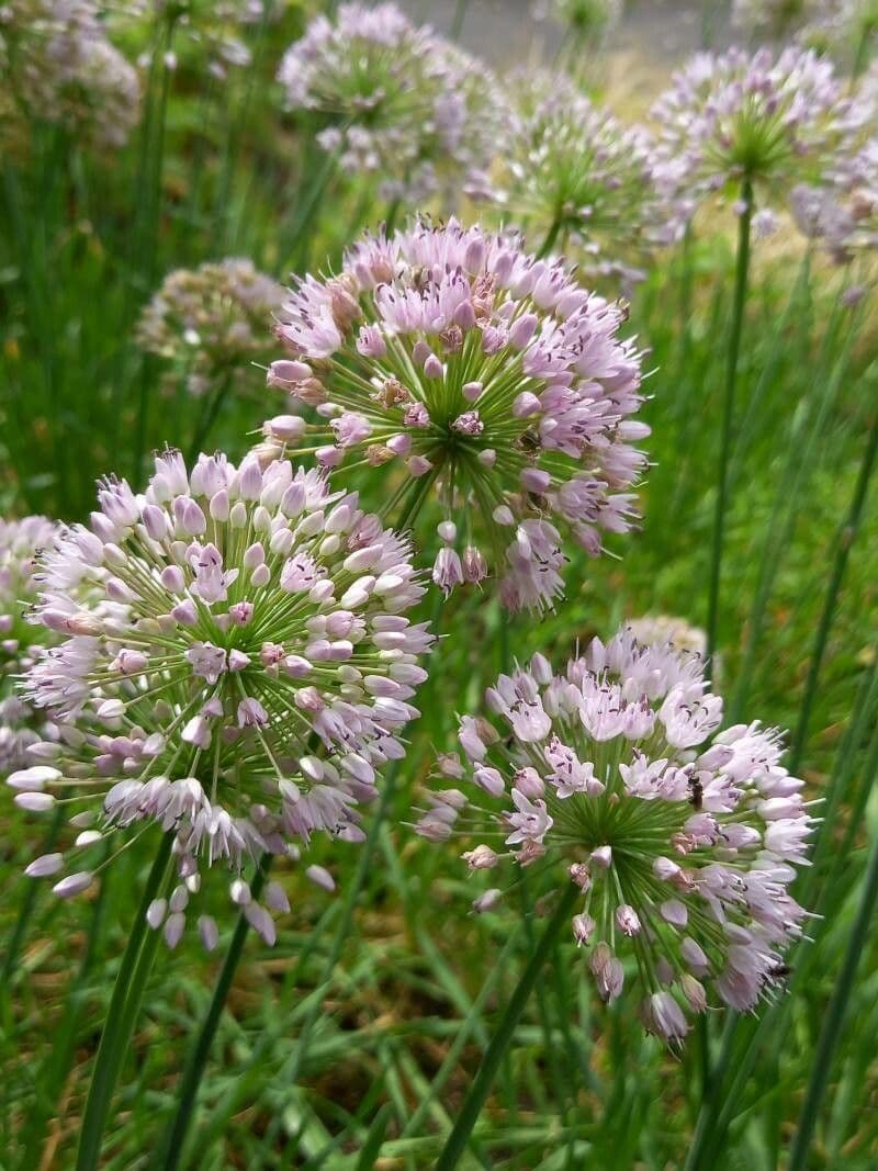 Blauer Schnittlauch Allium nutans mit charakteristischen blauvioletten Bluten
