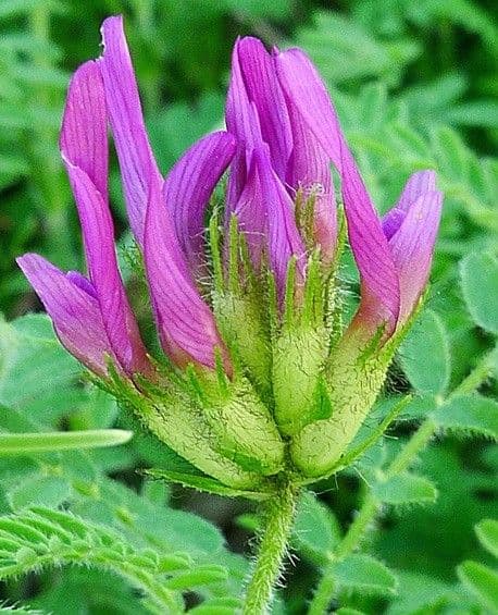 Purpur-Tragant mit violetten Blütentrauben auf felsigen Hängen
