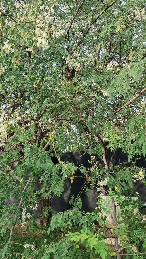Moringa oleifera Baum mit charakteristischen dreifach zusammengesetzten Blättern