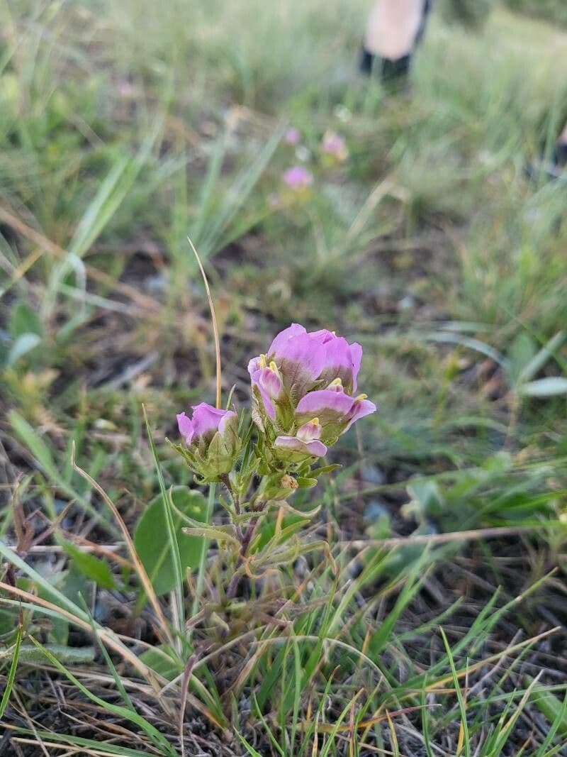 Orthocarpus tenuifolius Blüten auf einer Wiese