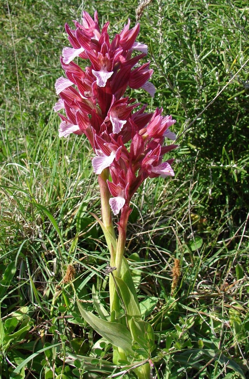 Purple butterfly-like flowers of butterfly orchid