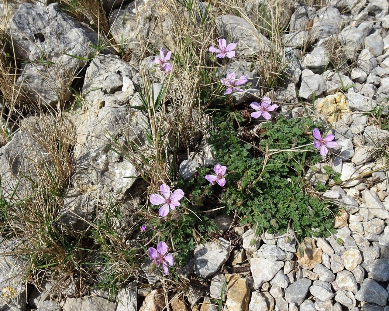 Erodium foetidum mit zarten violetten Bluten und feinem Laub