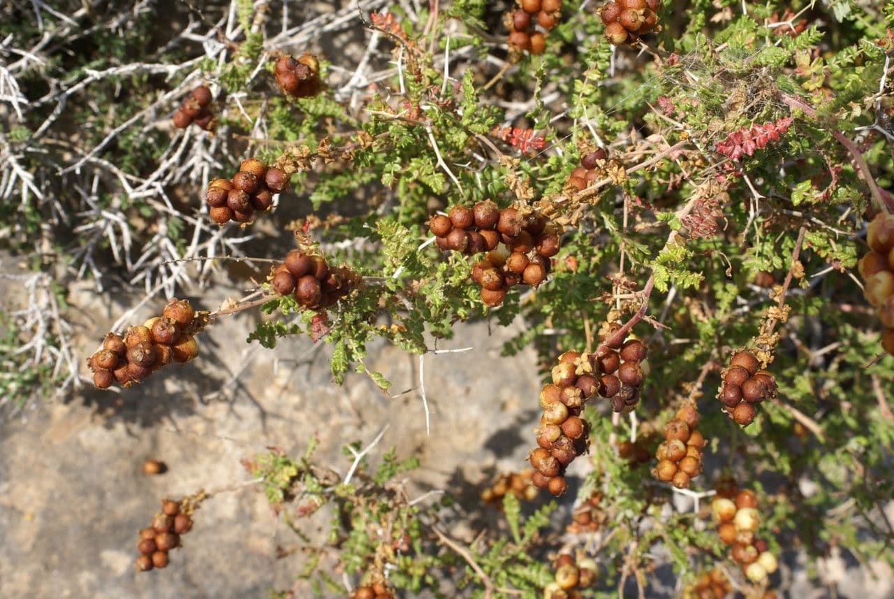 Dorniger Wiesenknopf in Blute