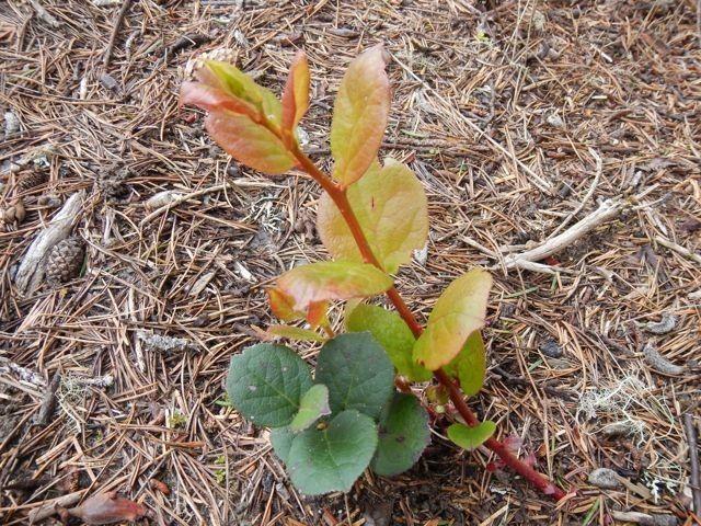 Gaultheria shallon avec feuillage vert brillant, fleurs blanches et baies foncées