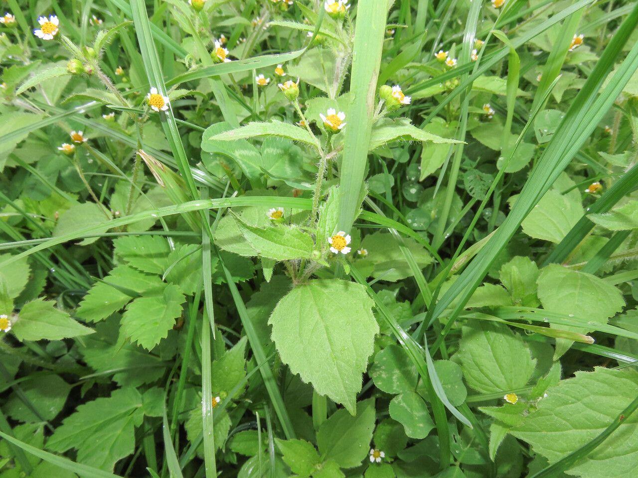 Hairy galinsoga with small white and yellow flowers in a garden bed