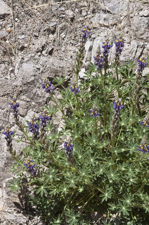 Lupinus neomexicanus (Lupine du Nouveau-Mexique) avec epis de fleurs bleu caracteristiques