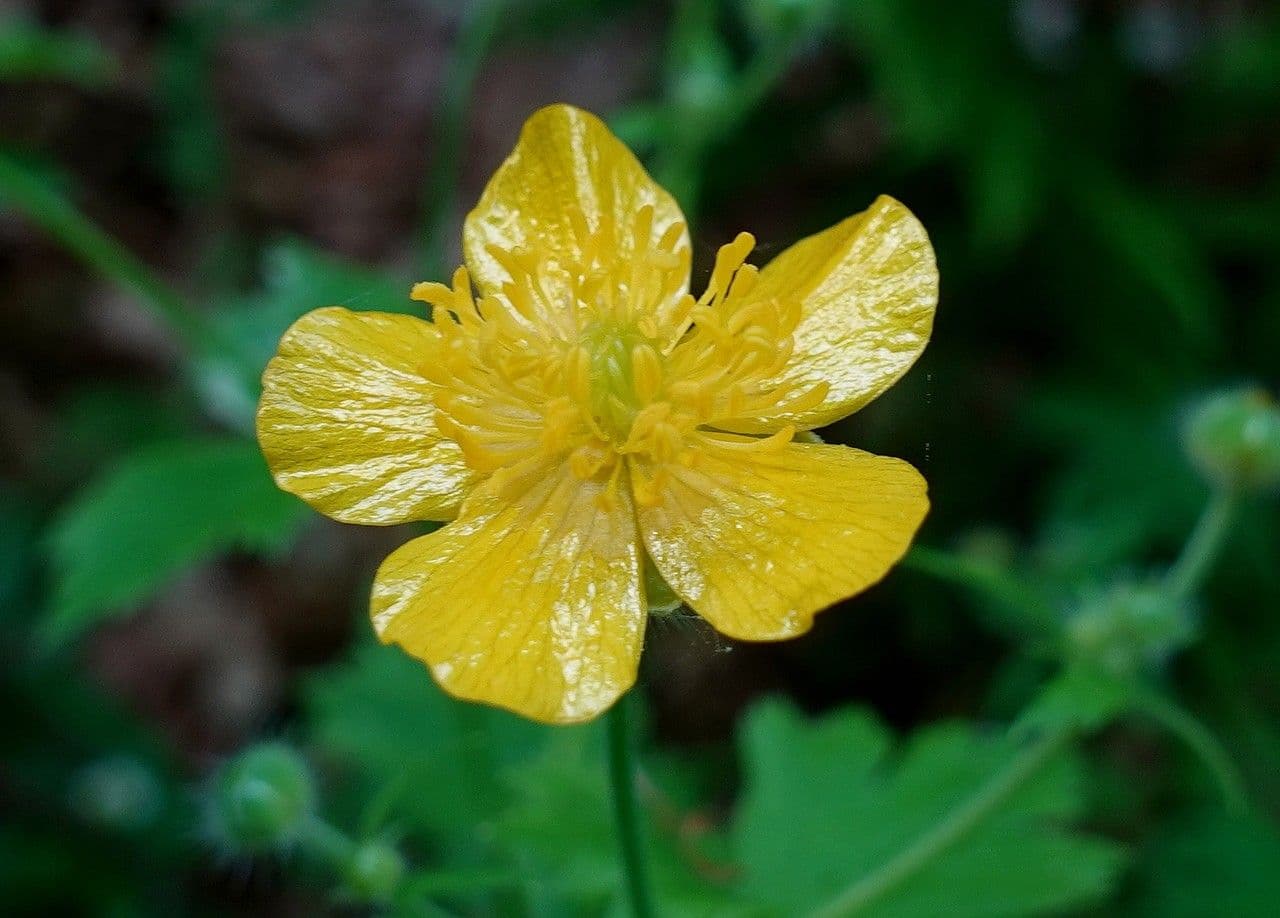 Wolliger Hahnenfuß mit leuchtend gelben Blüten