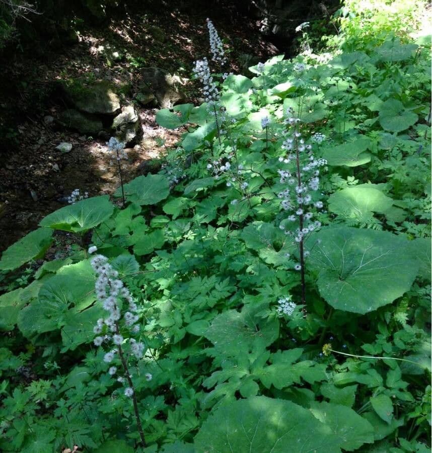 White flowers of Petasites paradoxus in alpine habitat