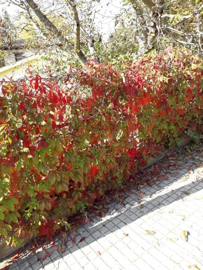 Vigne vierge avec feuillage rougeâtre automne