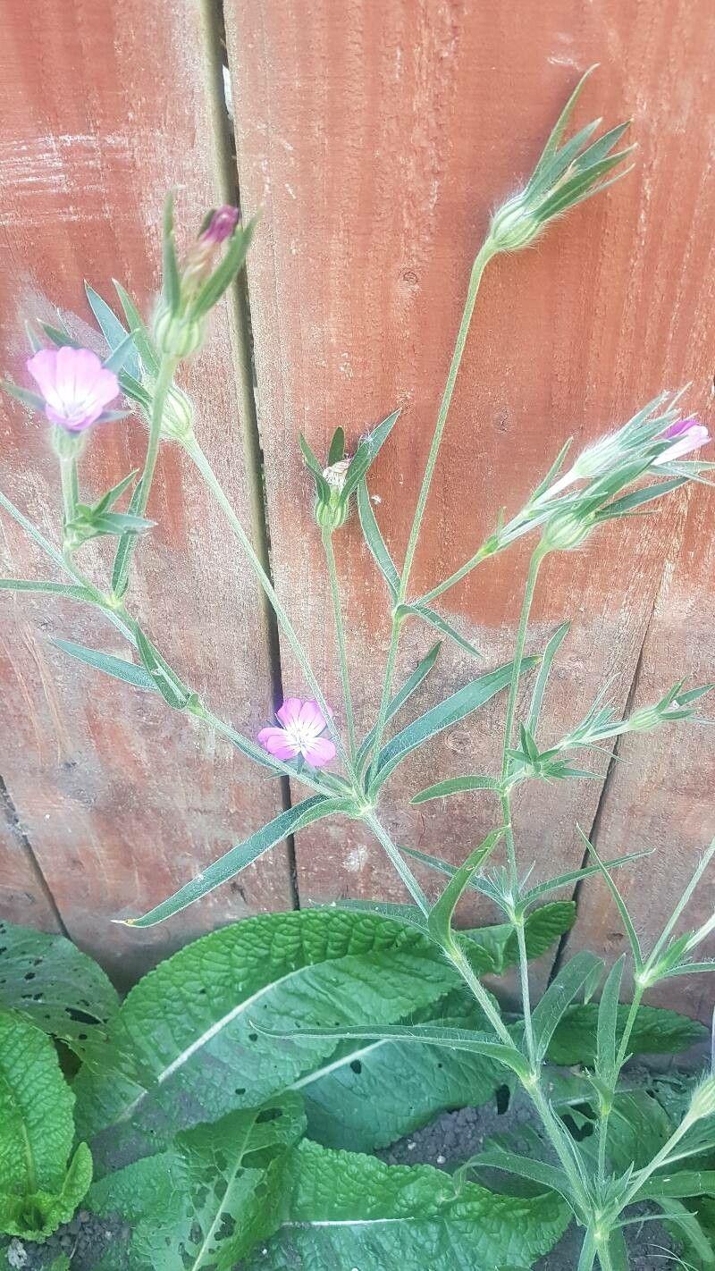 Lila blühende Kornrade in einem sonnigen Feld zwischen Gräsern und Wildblumen
