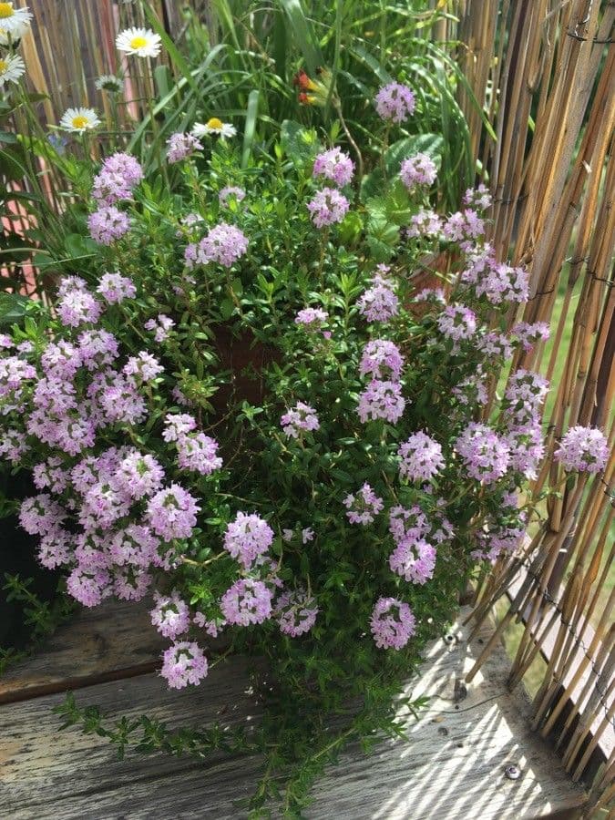 Kaskaden-Thymian mit purpurroten Blüten entlang haengender Stämme