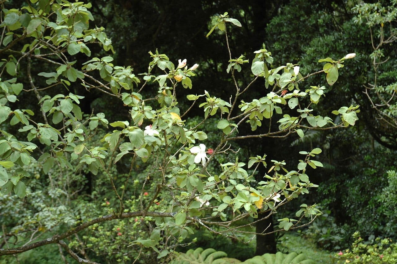 Hibiscus waimeae met grote witte bloemen en geel centrum