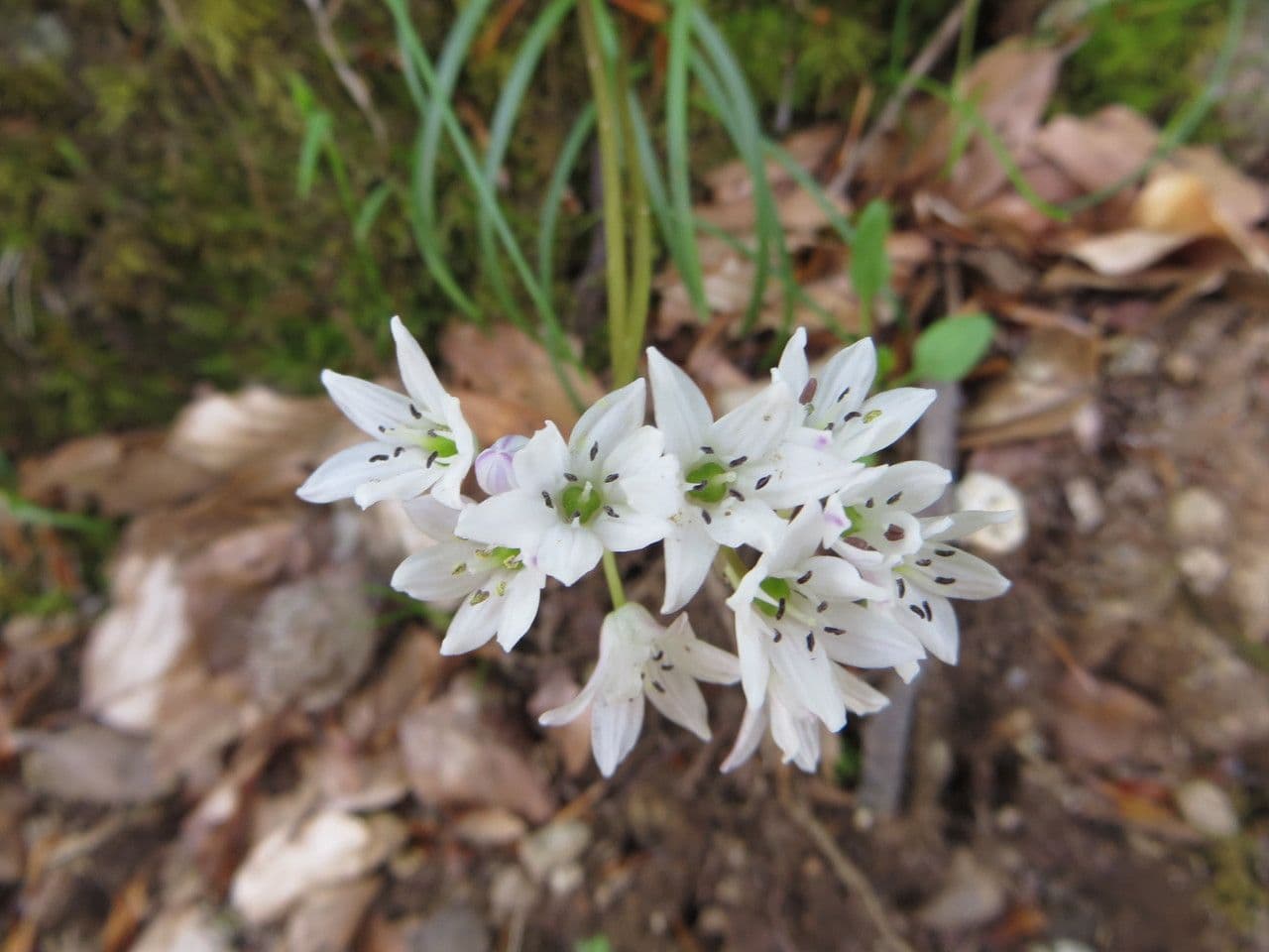 Brimeura fastigiata with white and blue bell-shaped flowers on a rocky slope