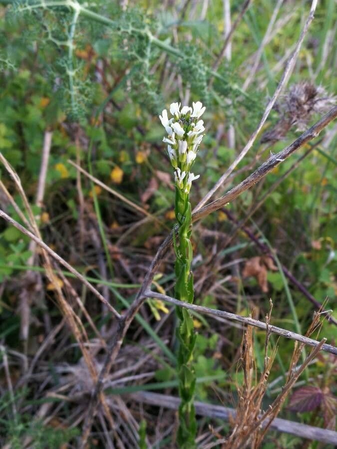 White flowers of Arabis planisiliqua in spring
