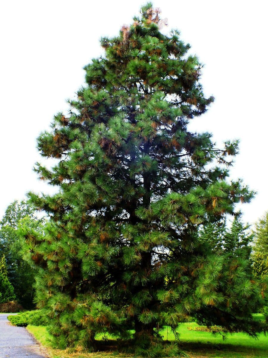 Pinus hartwegii displaying elegant conical form with fine needles