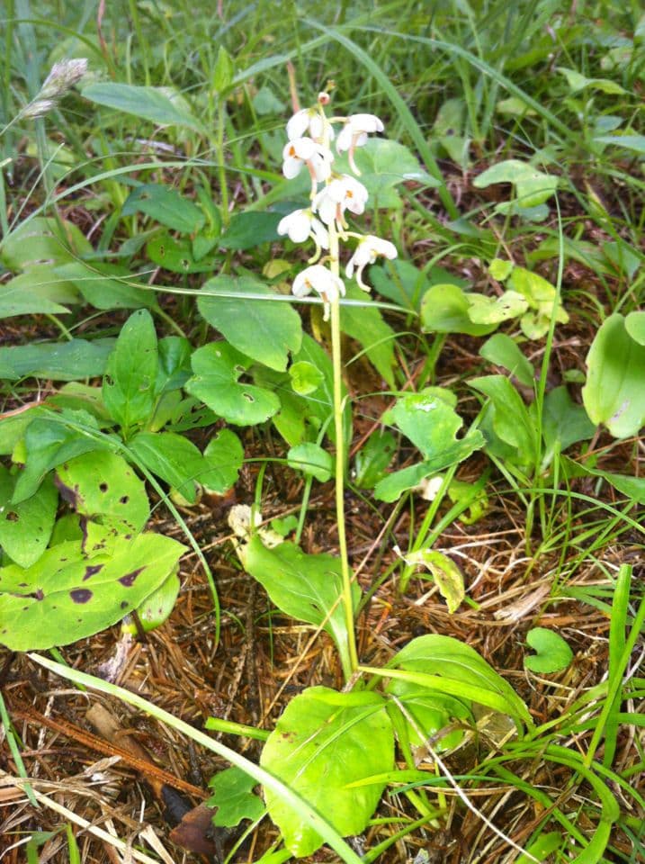 Pyrola elliptica, Amerikanisches Wintergrun, mit elliptischen glanzenden Blattern und weissen Blutenstanden in einer Waldlichtung