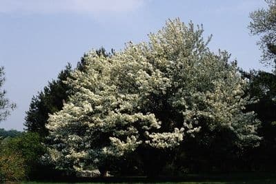 Malus × zumi rosa Blüten und rote Früchte des japanischen Zierapfels O-zumi