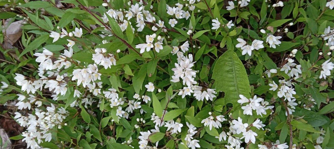 Gekerbte Deutzie in voller Blüte mit weißen sternförmigen Blüten und welligen Blättern